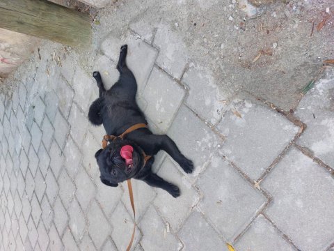 1 yaşında erkek siyah pug