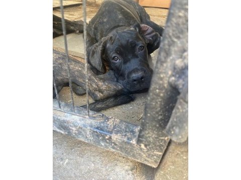 Şecereli blender cane corso 3,5 aylık yavrular