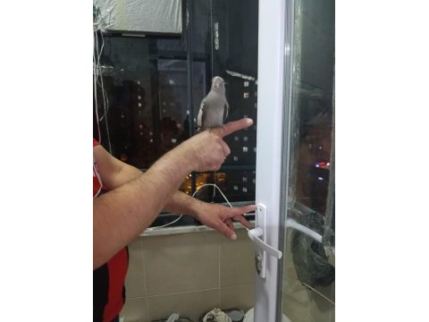 Evcil konuşan sultan papağanları