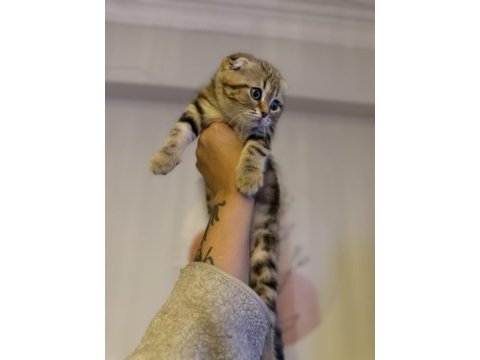 Minik scottish fold kaplanım