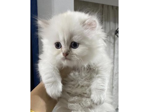 Safkan anne ve babadan british longhair