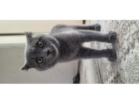 28 şubat doğumlu british shorthair
