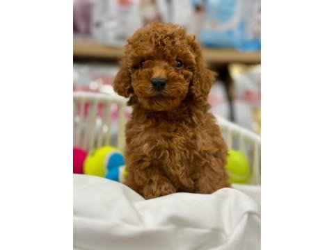 Tüy dökmeyen poodle yavruları