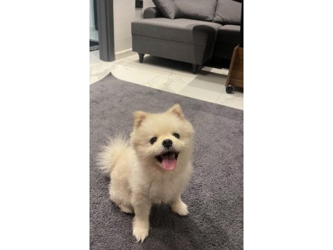 Pomeranian köpeğim 6 aylık sahiplendirilecektir
