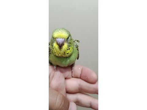 Jumbo muhabbet kuşu bebekler
