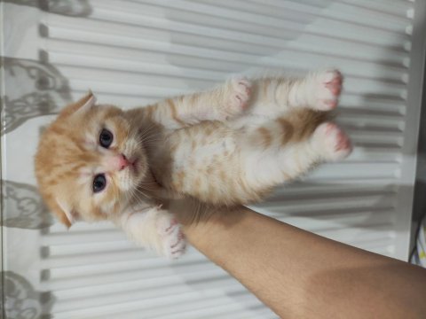 1 aylık scottish fold ve straight yavrular
