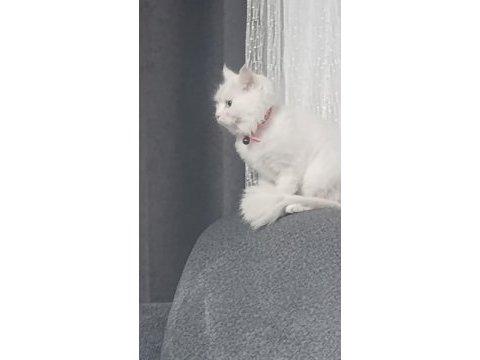 2 yaşında ankara kedimize yeni yuva arıyoruz