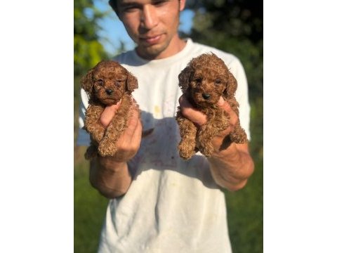 Toy poodle ırk ve sağlık garantili