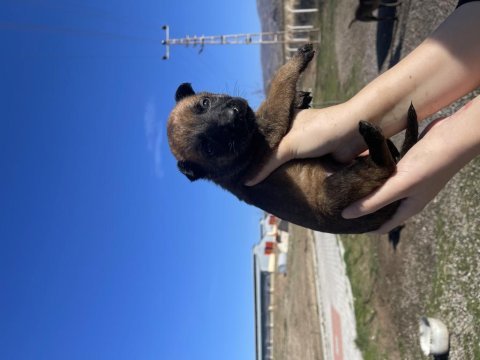 Kalitenin adresi kaliteli malinois yavrular