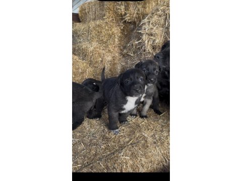 Üst kalite safkan sivas kangal yavrularımız