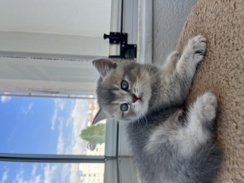British shorthair
