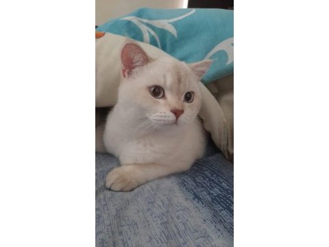 British shorthair sevimli