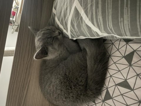 British shorthair 4-5 aylık yavru kedimiz