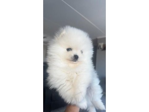Pomeranian boo köpeğimiz