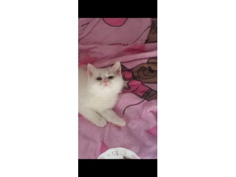 Kaliteli british shorthair yavrular
