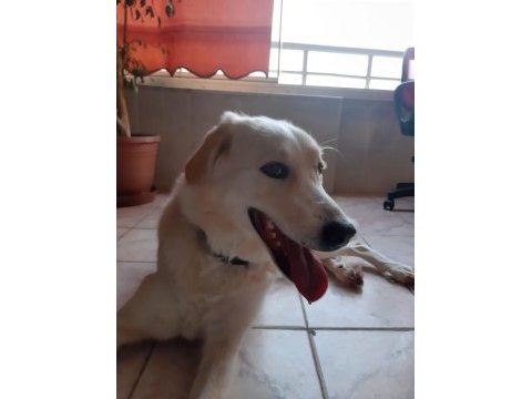 Golden retriever sahiplendirme
