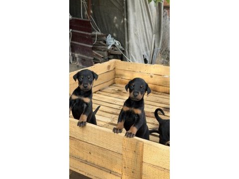 Doberman yavruları