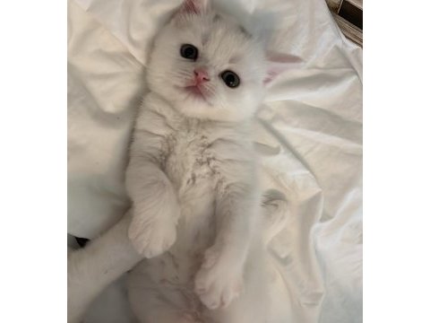 Safkan british shorthair