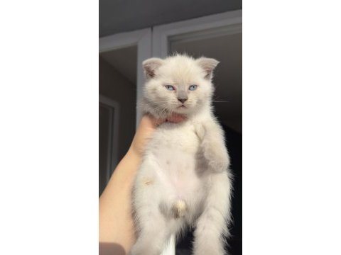 Dünyalar tatlısı çok sevecen scottish fold cinsi kedimiz