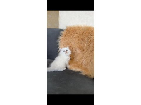 British longhair yavru erkek