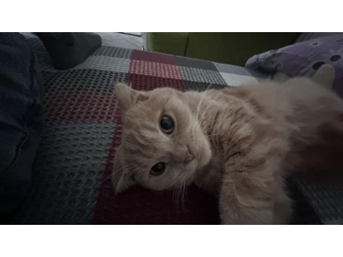 Izmir cigli 9 aylik kısıt erkek kedimizi sahiplendirme