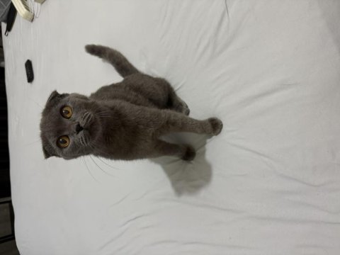 Scottish fold 5 aylık dişi
