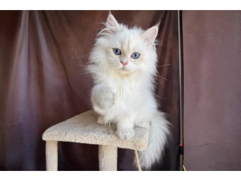 Beyaz british longhair koca kafa