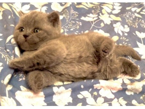 Blue british shorthair yavrularımız