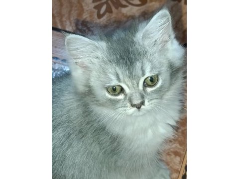 Yavru kediler