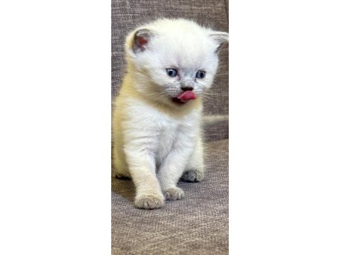British shorthair blue point