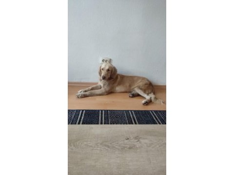 Çok acil 1 yaşında golden retriever
