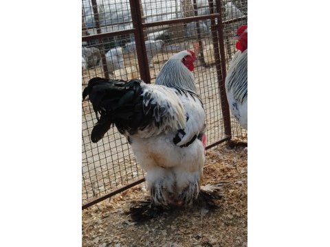 Light blue brahma kuluçkalık yumurta & civciv