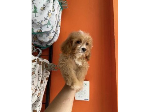 Dünyalae tatlısı cavapoo bebekler