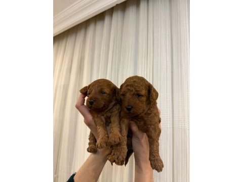 Kıvırcık toy poodle bebekler