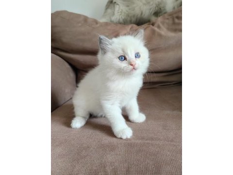 Secereli ragdoll yavrular