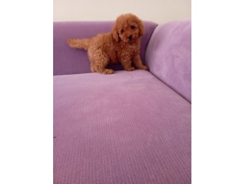 Poodle yavrularımız mini boy ırk garantili teslim