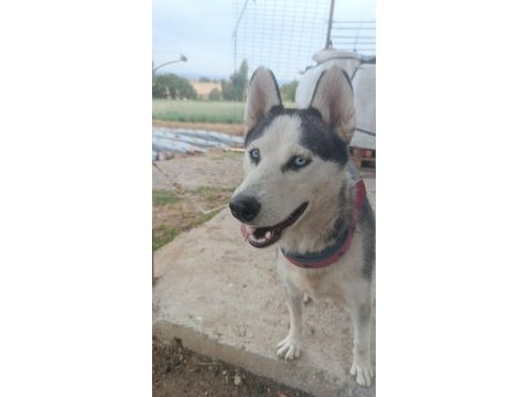 Sibirya kurdu husky takas düşünülür