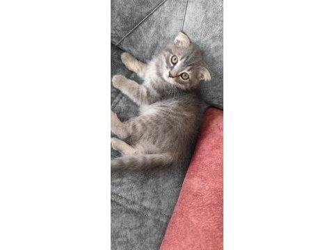 Sevimli scottish fold oğlumuza yuva arıyoruz