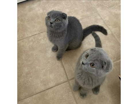 A62 sıfır kulak teddy surat 4 aylık orjınal scottish fold