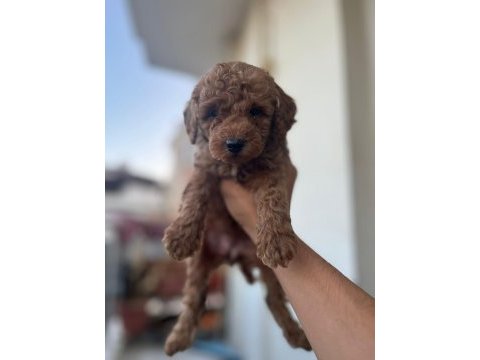 Toy poodle çikolata köpeklerim