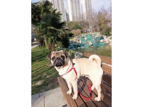 Pug köpeğimiz rıfkı bey