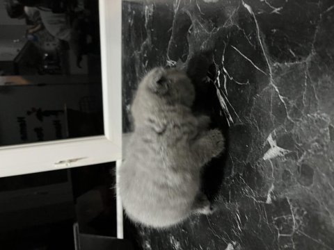 British shorthair ukrayna cinsi yavru kedilerimiz
