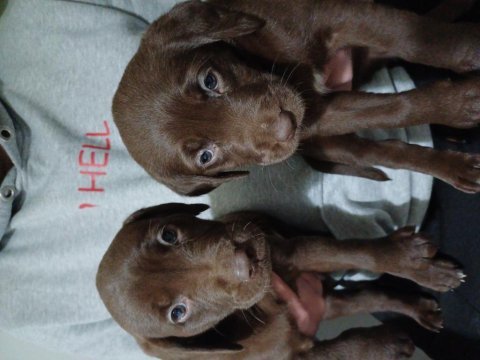 Labrador chocolate izmir