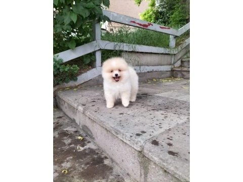 Pomeranian boo