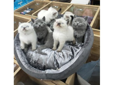 Safkan british shorthair yavrularımız