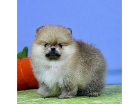 Pomeranian yavruları antalya