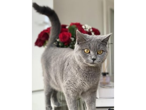2 yaşında british shorthair