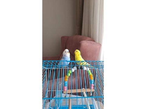 2 tane bir erkek bir dişi muhabbet kuşu