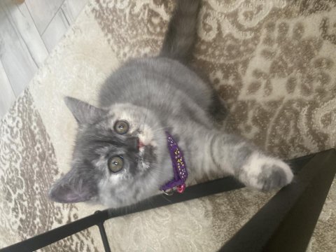 Teslime hazır british shorthair dişi yavrum