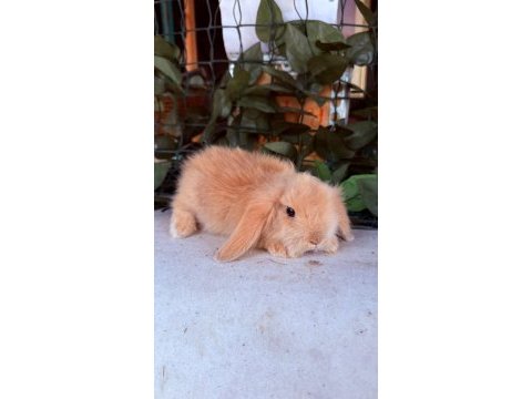 Garantılı hollanda teddy lop yavru tavşan